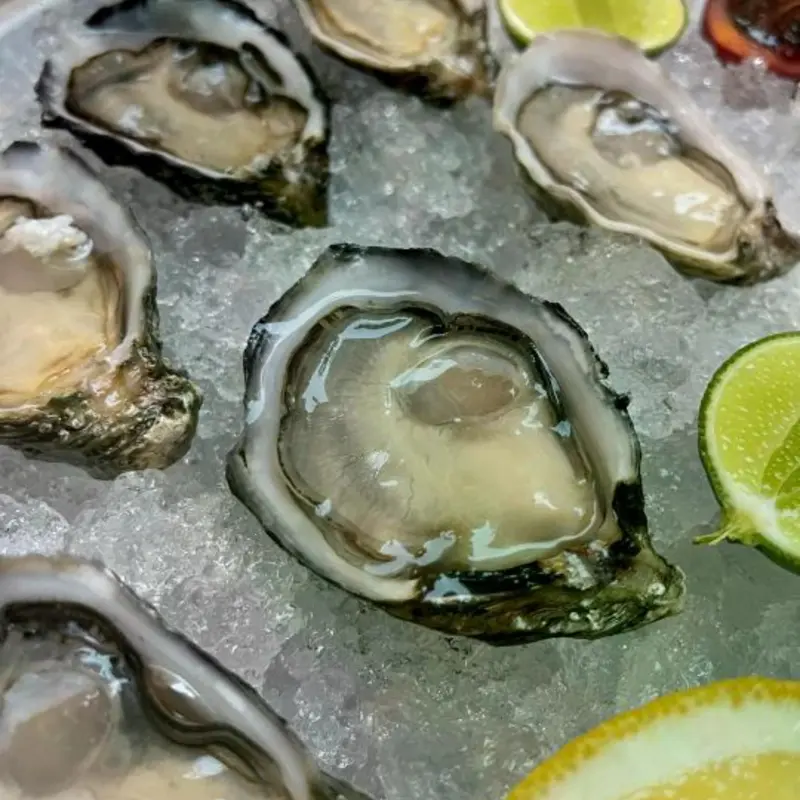Raw Oysters at Mexico Magico Restaurant and Cantina